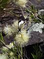 Butterfly on Callistemon, Dangar Falls IMGP0779